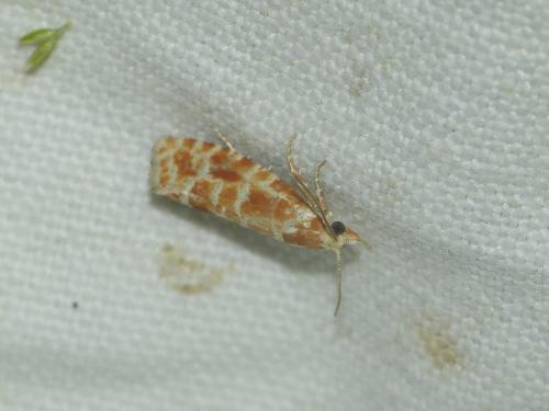 Rhyacionia pinicolana